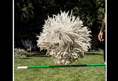 Facebook Founder Announces Zuckerbaby But Zuckerdog Steals The Show