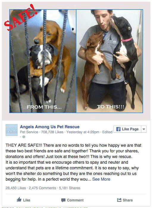 'Hugging Dogs' Photo Rescues Dog Pals From Euthanasia Safe