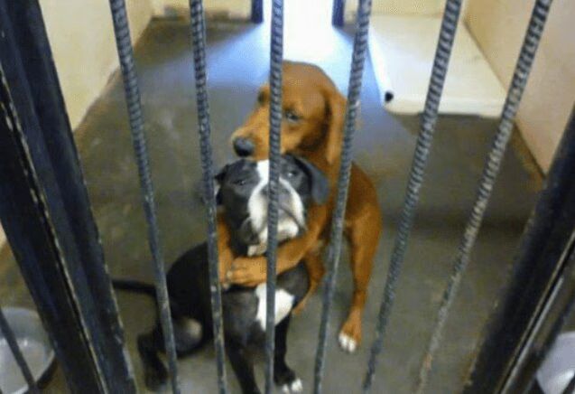 Hugging Dog photo credit: Malena Evans
