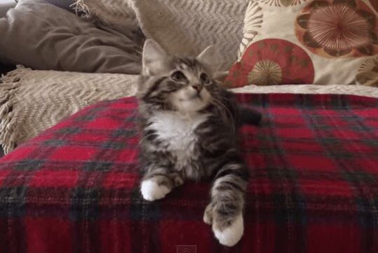 Kitten Dancing To 'Uptown Funk' Will Make You Smile Today (VIDEO)