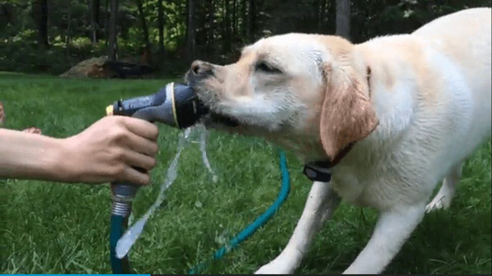 Lovable Labrador Pup Puzzled By Garden Hose (VIDEO)