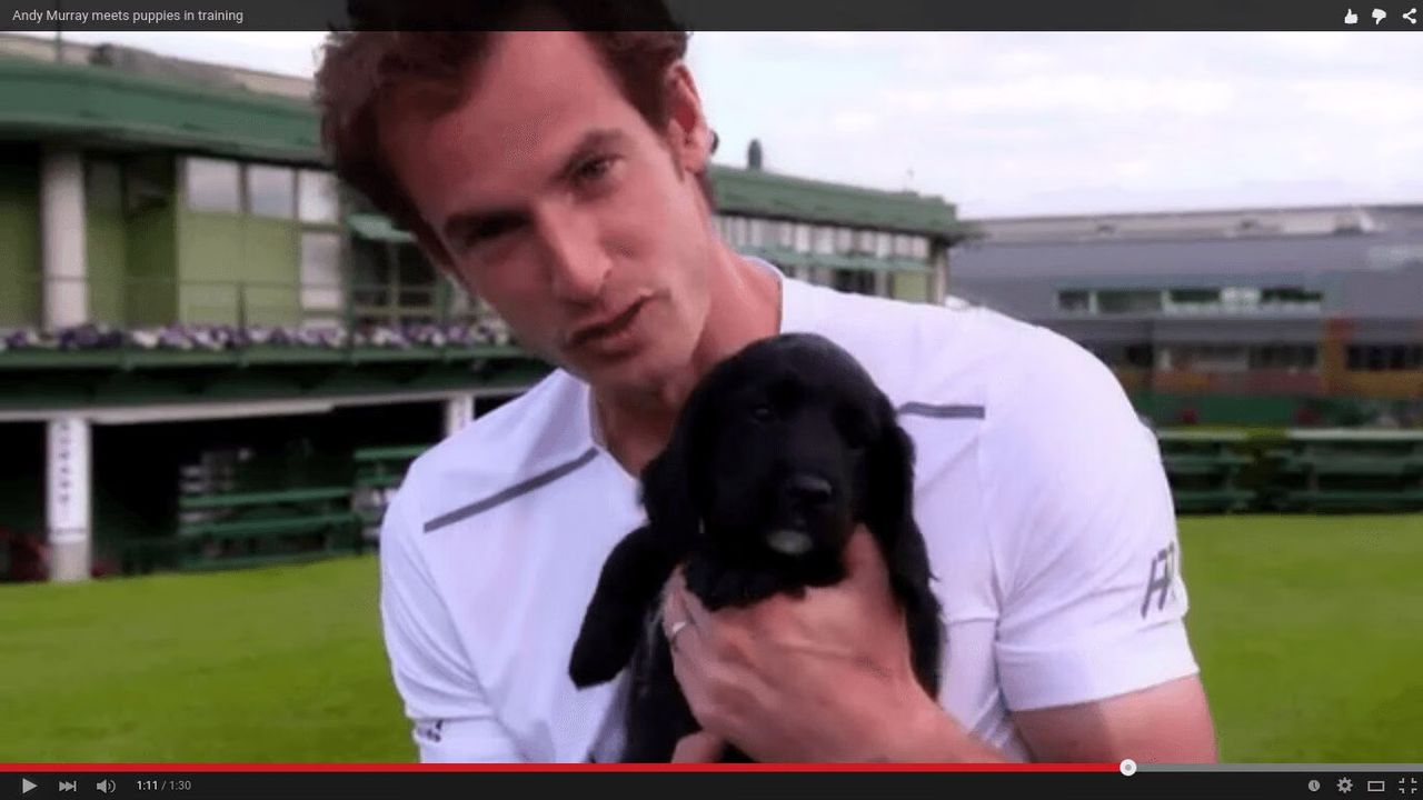 Met Police Puppies Training At Wimbledon With Andy Murray - Too Cute! (VIDEO)