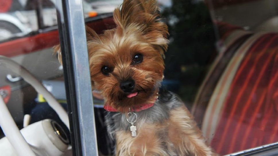 New Tennessee Law Allows Samaritans To Rescue Dogs Trapped In Hot Cars