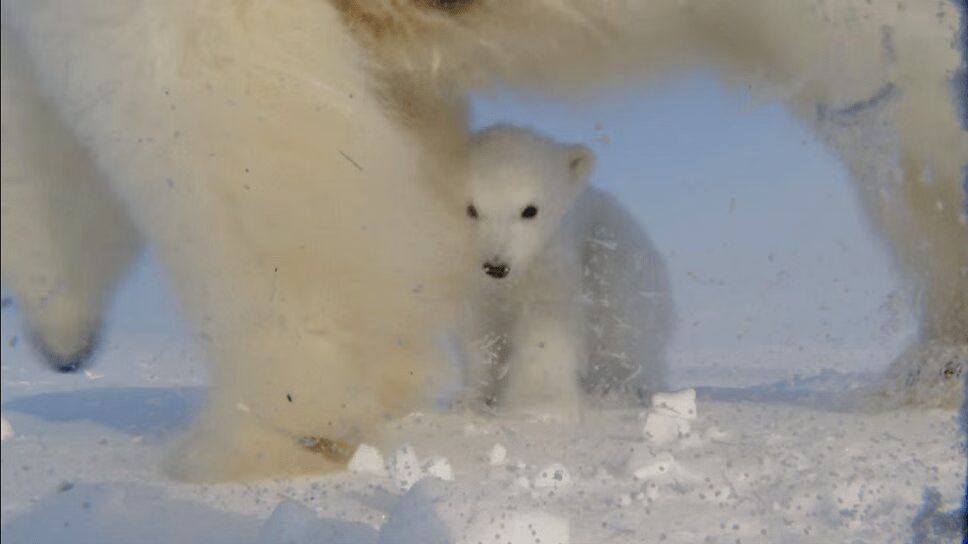 Polar Bear Mama Films Her Baby Cub's First Steps Outside of Den (VIDEO)