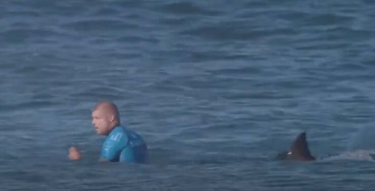 Pro Surfer Attacked By Great White Shark on Live TV (VIDEO)