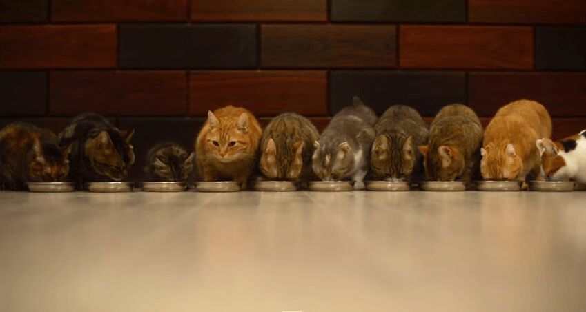 Ten Cats Eating Together In Harmony - Amazing! (VIDEO)