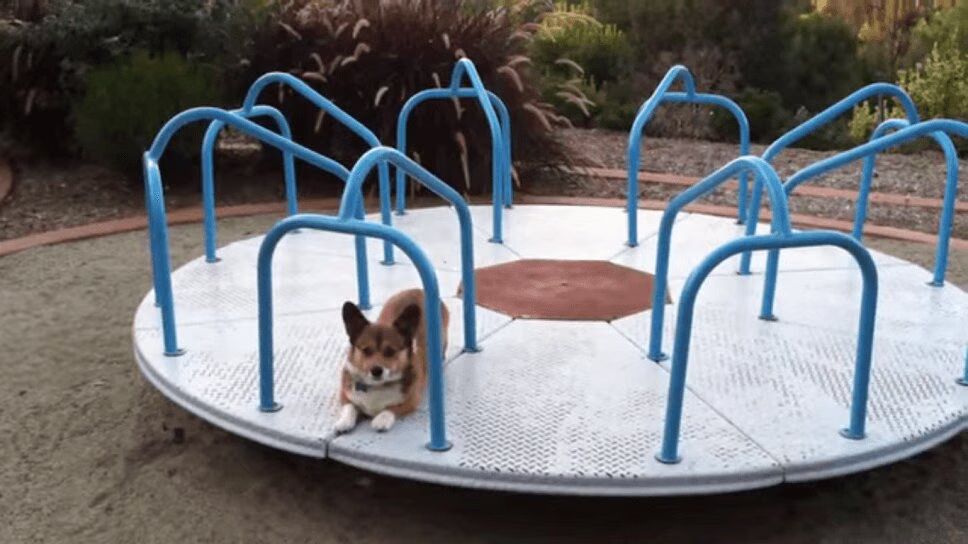 This Corgi On A Carousel Is Pure Joy (VIDEO)