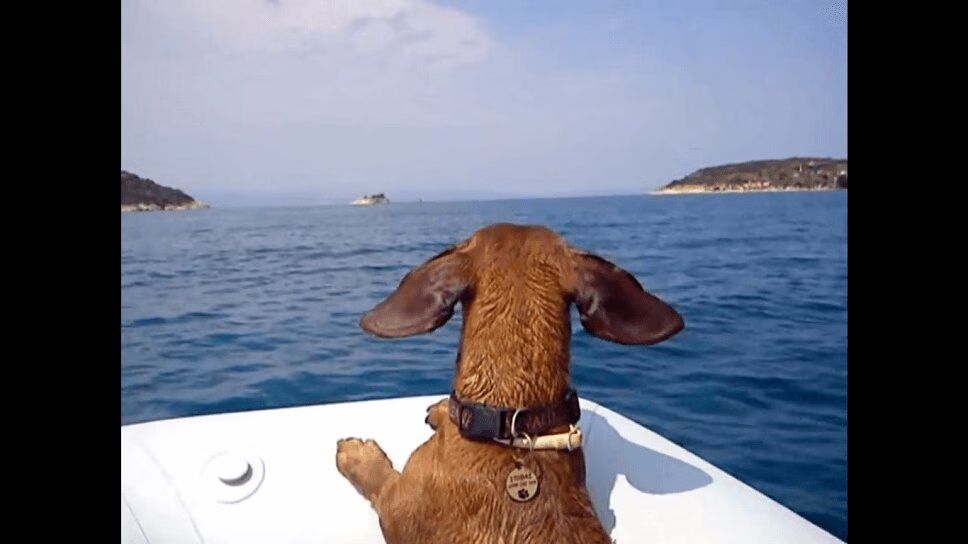 This Precious Dachshund Will Make You Wish Summer Lasted Forever (VIDEO)
