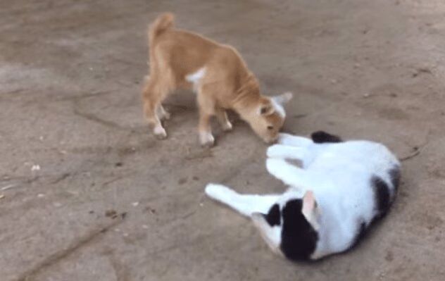 Two Adorable Baby Goats Play With Grumpy Cat (VIDEO)