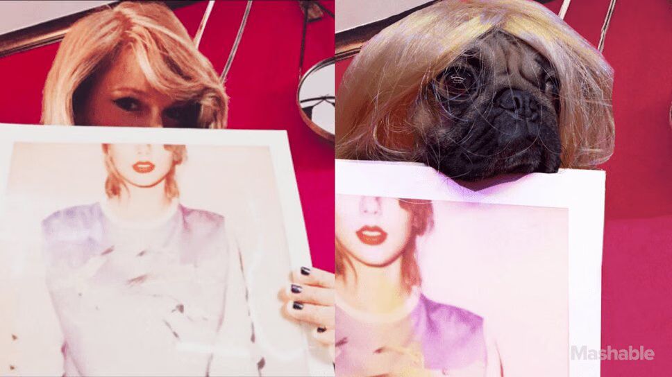 Watch This Cute, Cuddly Pug Recreate Taylor Swift Instagram Photos (VIDEO)
