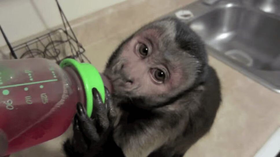 World's Cutest Monkey Proves Animals Get Brain Freeze Too (VIDEO)