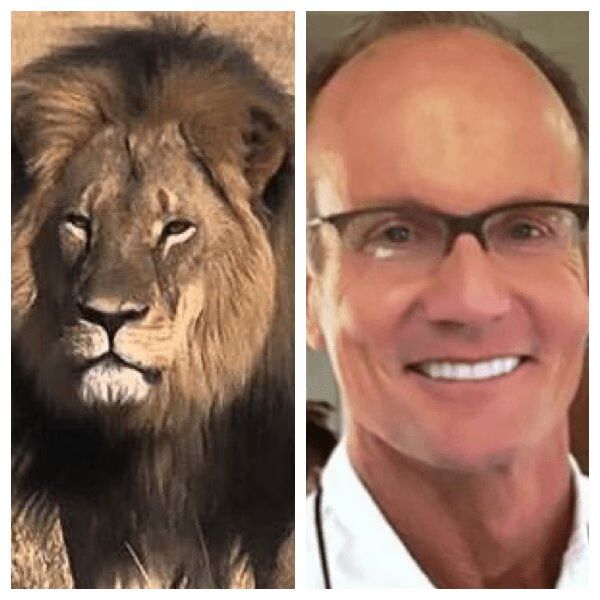 Zimbabwe Moves To Extradite Ceil The Lion's Killer Dentist