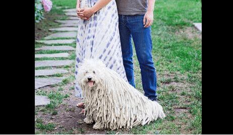 Zuckerdog Steals The Show