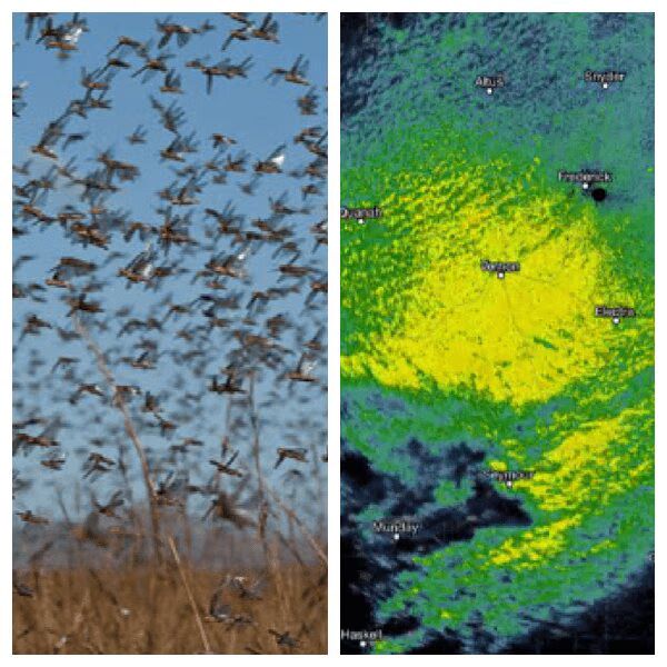 insect swarm radar