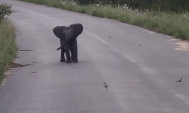 Adorable Baby Elephant Playing With Birds Is Your Feel Good Wildlife Video of The Week
