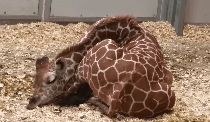 Adorable Baby Giraffe Sleeping... and Dreaming! (VIDEO)
