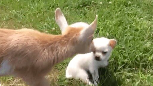 Adorable Chihuahua Puppy Thinks She's A Baby Goat - Watch Them Play