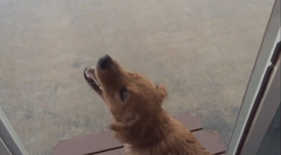 Adorable Golden Retriever Pup Experiences Rain for the First Time (VIDEO)