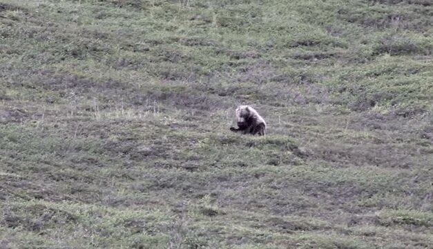 Adorable Grizzly Bear Rolls Down A Hill, Becomes Instant Viral Sensation (VIDEO)