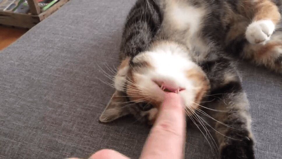 Adorable Kitten Loves Nose Tickles - Too Precious! (VIDEO)