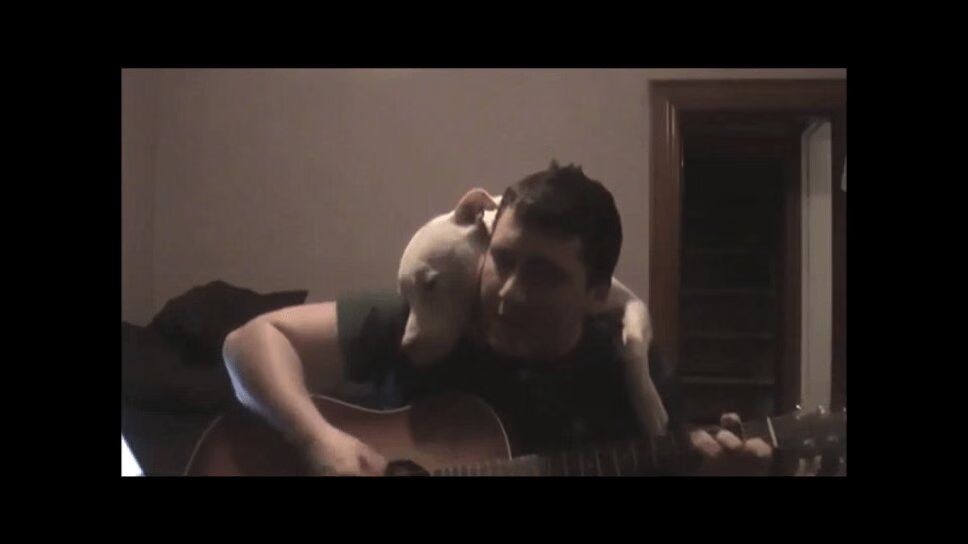 Adorable Pit Bull Cuddles Musician During Tribute Song (VIDEO)