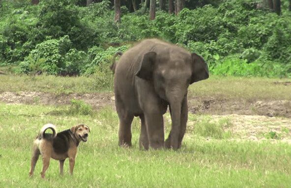 Baby Elephant and Dog Playing Will Make You Smile Today... Or Not (VIDEO)