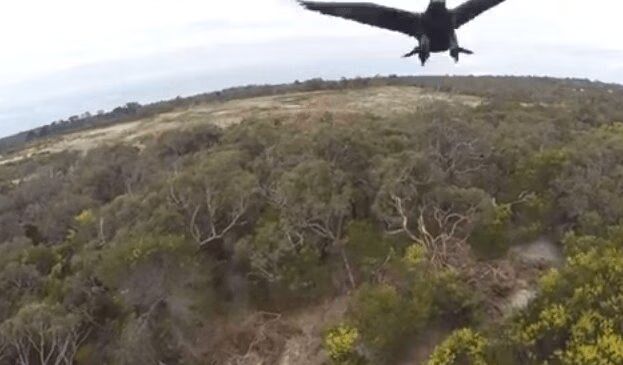 Badass Eagle Takes Down Drone (VIDEO)