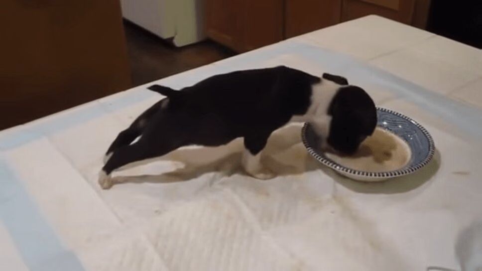 Boston Terrier Puppy Has the Cutest Way of Eating (VIDEO)