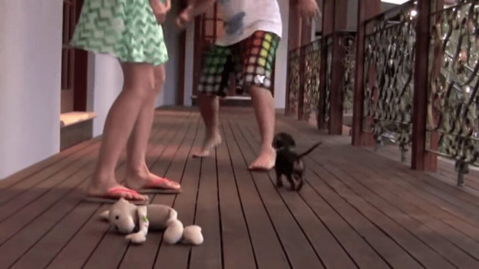 Brave Little Puppy Protects His Owner - Too Precious! (VIDEO)