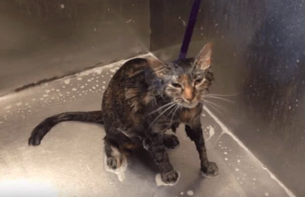 Cat Cries 'No More' To Its Human After Brutal Bath (VIDEO)