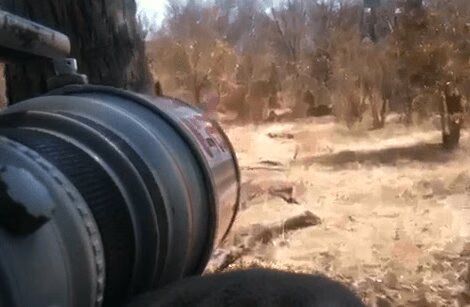 Cecil The Lion's Seven Cubs Are Still Alive (VIDEO)