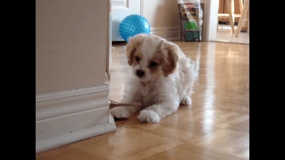 Cuddly Puppy Battles Doorstopper In World's Cutest Fight (VIDEO)