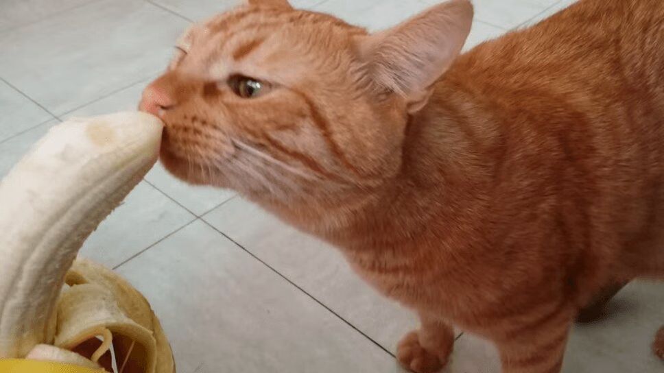 Cute Cat Learns How to Eat a Banana - It's Snack Time! (VIDEO)