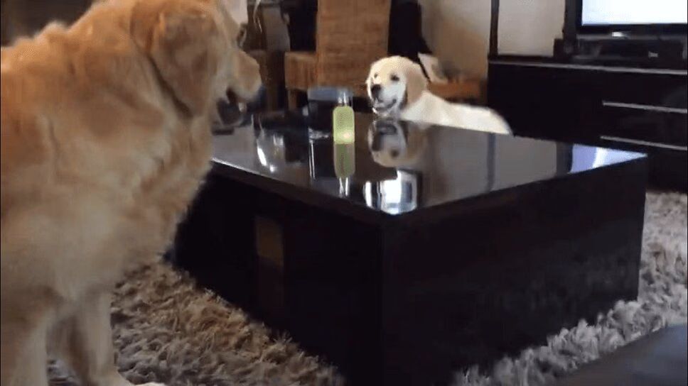 Cute Puppy Outsmarts Big Brother In Chase Game (VIDEO)