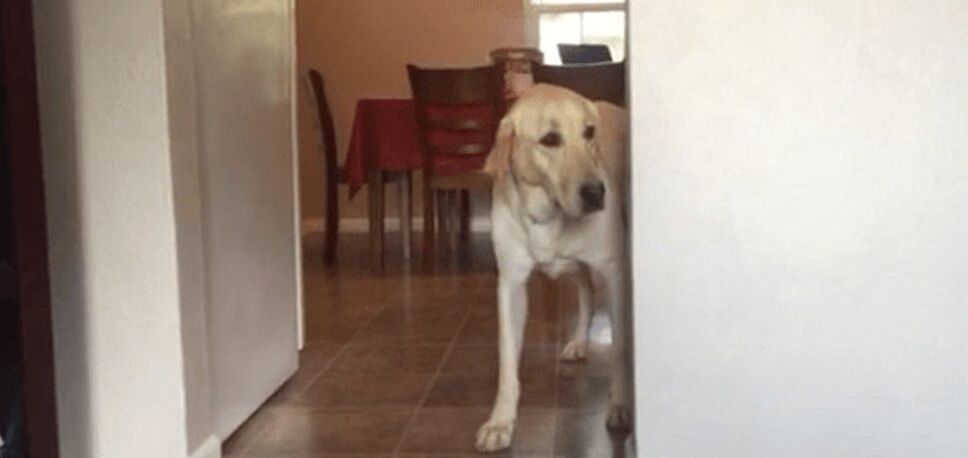 Dog Bravely Overcomes Fear of Carpets - So Funny (VIDEO)
