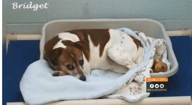 Dog Finally Adopted After A Decade In Shelter (VIDEO)