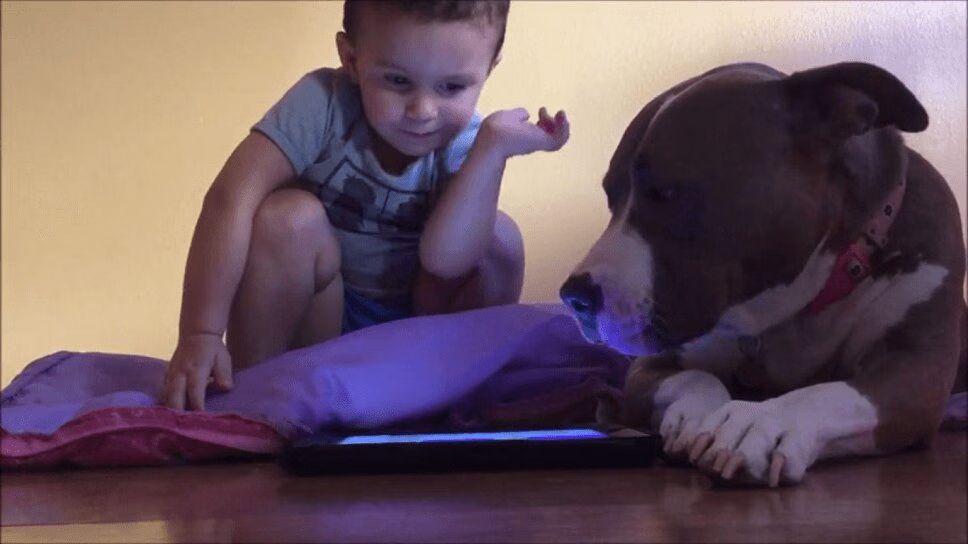 Dog Is Adorably Annoyed By Little Brother's Tablet (VIDEO)