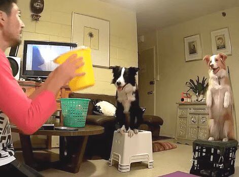 Dog Plays Catch Like a Little Kid - Amazing (VIDEO)