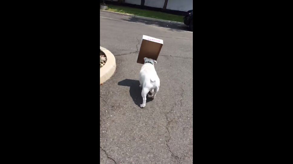 English Bulldog Discovers New Toy, and He's Not About to Give It Up (VIDEO)