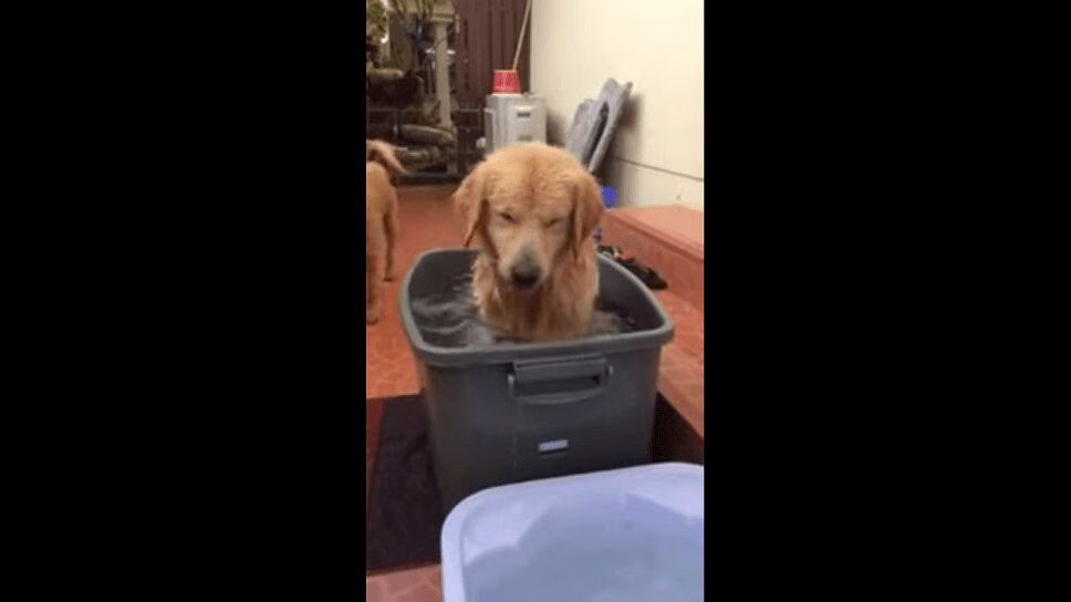 Golden Retriever Proves That Some Dogs Love Baths (VIDEO)