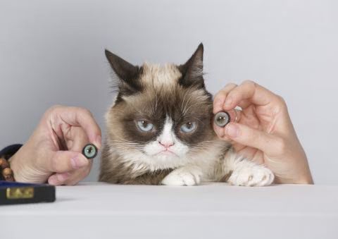 Grumpy Cat To Be First Cat Immortalized by Madame Tussauds