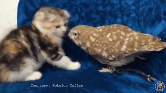 Kitten And Owl BFFs Will Make You Smile Today (VIDEO)
