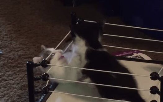 Kitten Pro Wrestling Will Make You Smile Today (VIDEO)