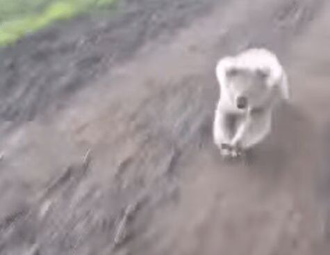 Koala Bear Chase