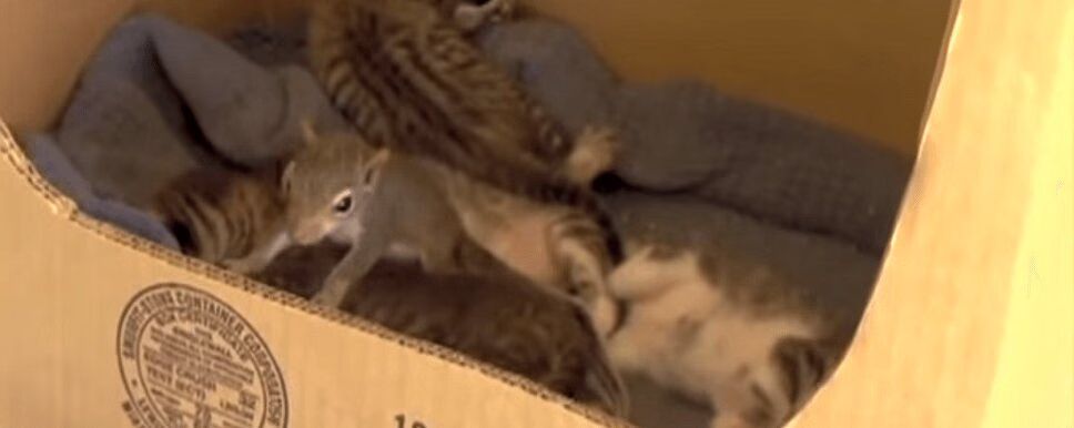 Mama Cat Adopts Baby Squirrel - So Cute! (VIDEO)