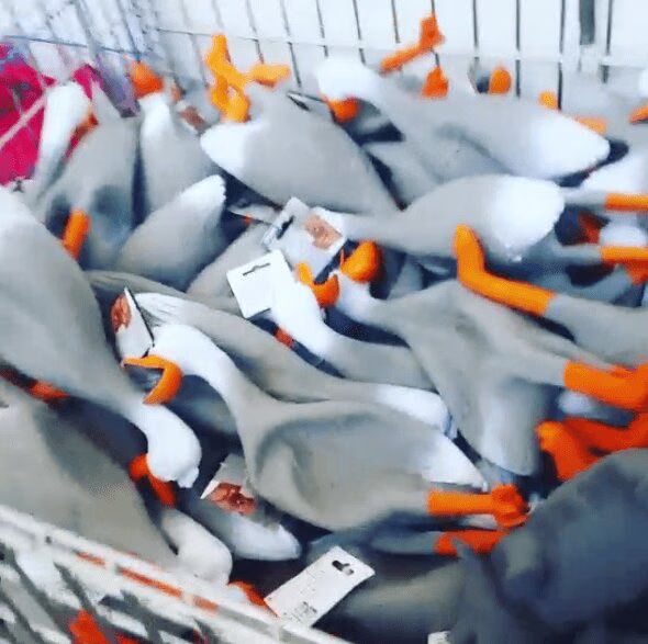 Moaning Rubber Duck Army Will Make You Smile Today (VIDEO)