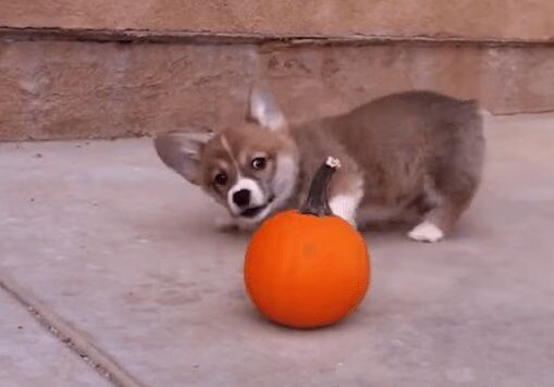 New 'Cutest Puppies Playing' Video Will Melt Your Heart