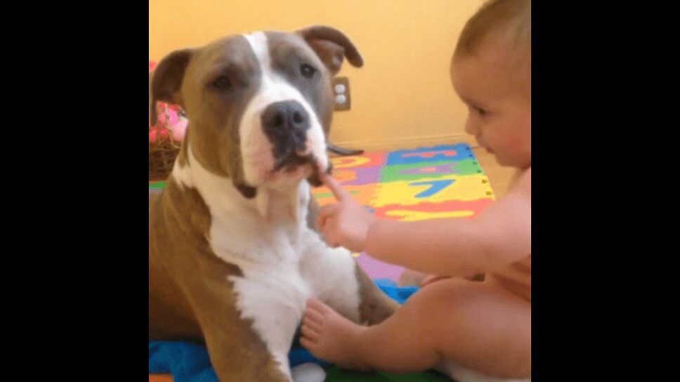 Precious Pit Bull Gets Check-Up From Baby Dentist (VIDEO)