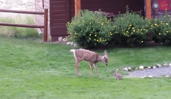 Real Life Bambi and Thumper Playing Will Make You Smile Today (VIDEO)