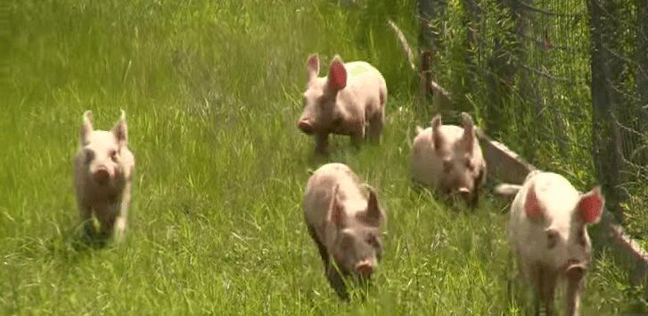 Rescued Piglets Stampede In Their New Sanctuary (VIDEO)